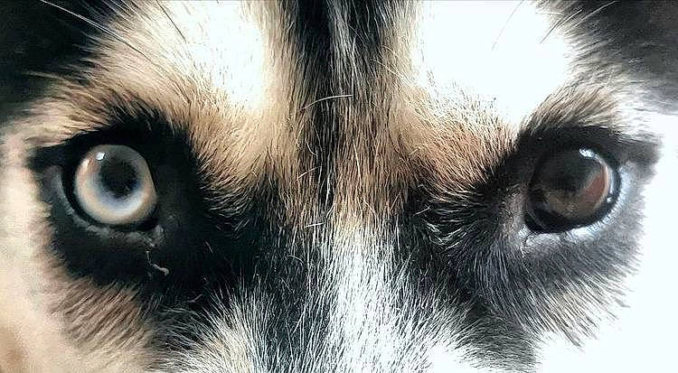 Roucky a rejoint le concours — aidez-le/la à gagner de superbes lots ! carnivore, cat, close_up, dog, dog_breed, ear, eye, eyelash, fawn, felidae, fur, head, human_body, iris, nose, small_to_medium_sized_cats, snout, terrestrial_animal, whiskers, wildlife