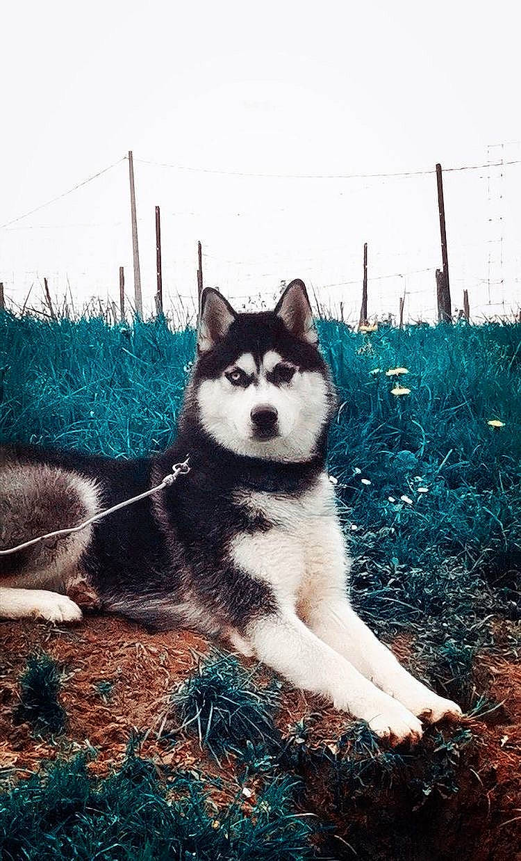 Roucky participe au concours pour gagner de l'argent avec cette photo : art, carnivore, companion_dog, dog, dog_breed, electric_blue, flash_photography, fur, grass, happy, natural_landscape, plant, sky, sled_dog, sporting_group, tail, tints_and_shades, tree, wildlife, winter