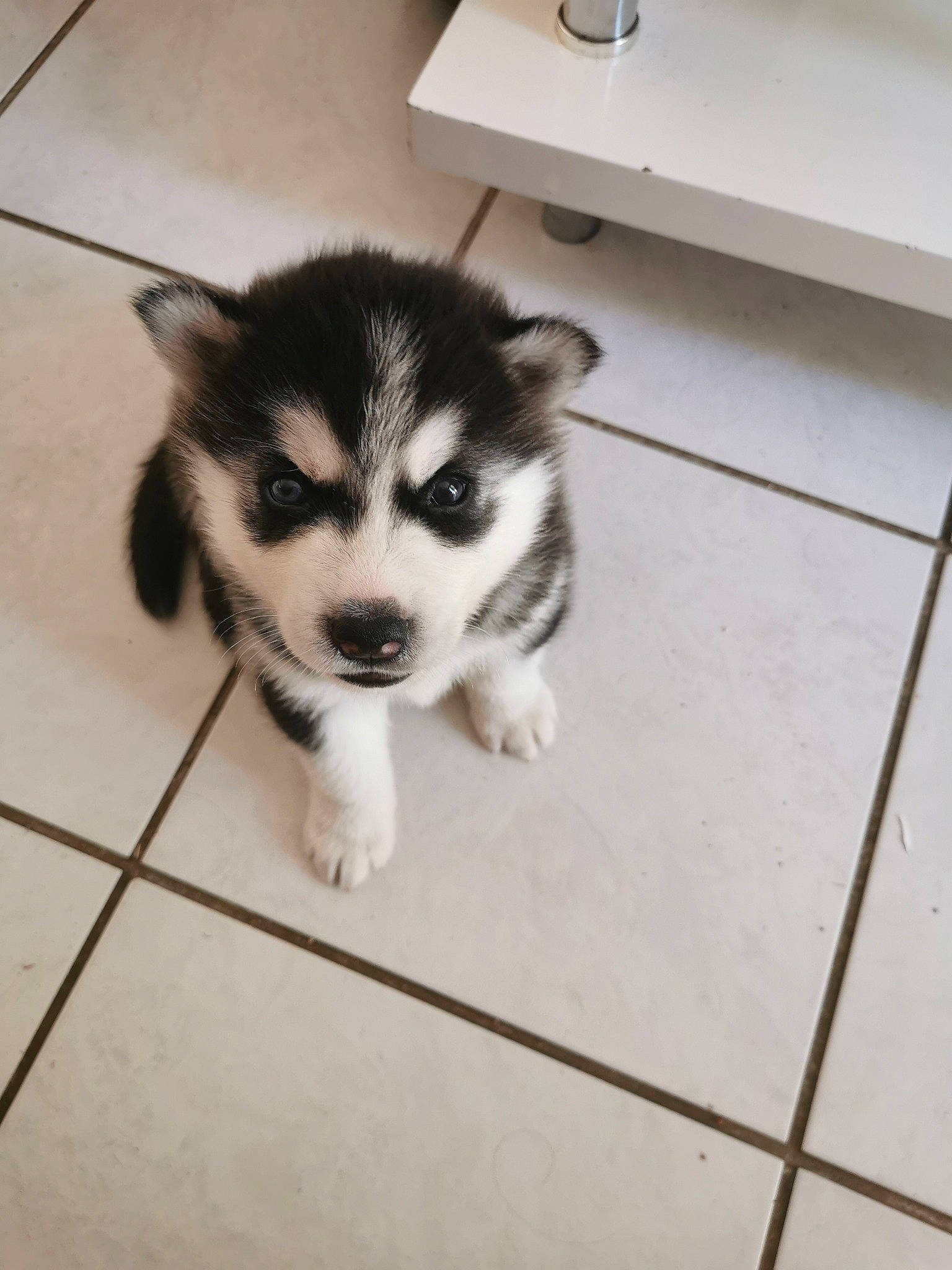 Roucky a rejoint le concours — aidez-le/la à gagner de superbes lots ! alaskan_klee_kai, alaskan_malamute, canadian_eskimo_dog, canidae, carnivore, dog, dog_breed, labrador_husky, mammal, miniature_siberian_husky, puppy, sakhalin_husky, seppala_siberian_sleddog, siberian_husky, sled_dog, snout, tamaskan_dog, vertebrate, wolfdog, working_dog