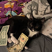 Durk joined the competition — help win amazing prizes! cat, black_and_white_cat, money, dollar_bills, blanket, bed, indoor, pet, animal, cute, feline, paw, resting, cozy, domestic_animal, currency, lying_down, soft_texture, relaxing, home