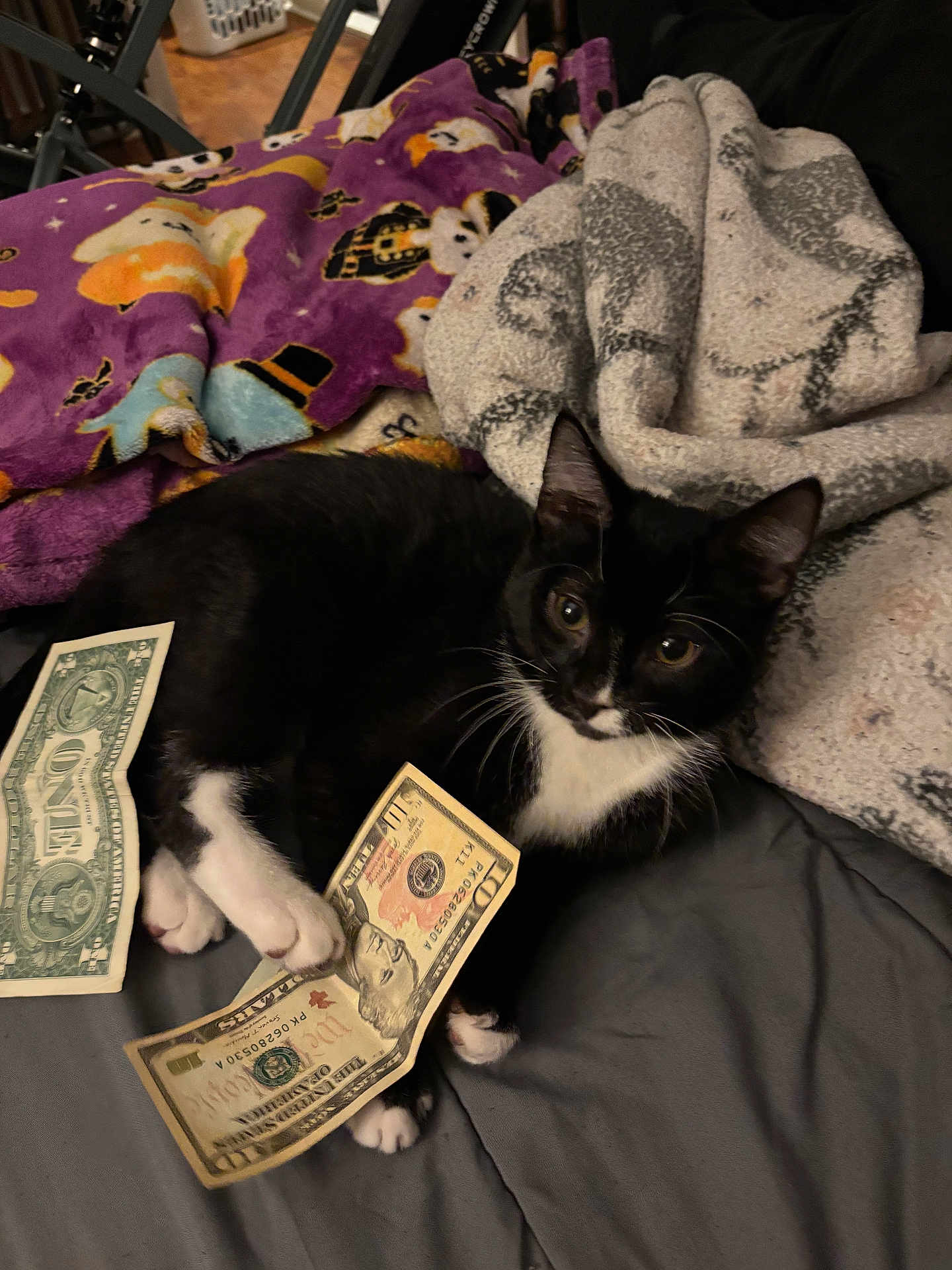 Durk joined the competition — help win amazing prizes! cat, black_and_white_cat, money, dollar_bills, blanket, bed, indoor, pet, animal, cute, feline, paw, resting, cozy, domestic_animal, currency, lying_down, soft_texture, relaxing, home