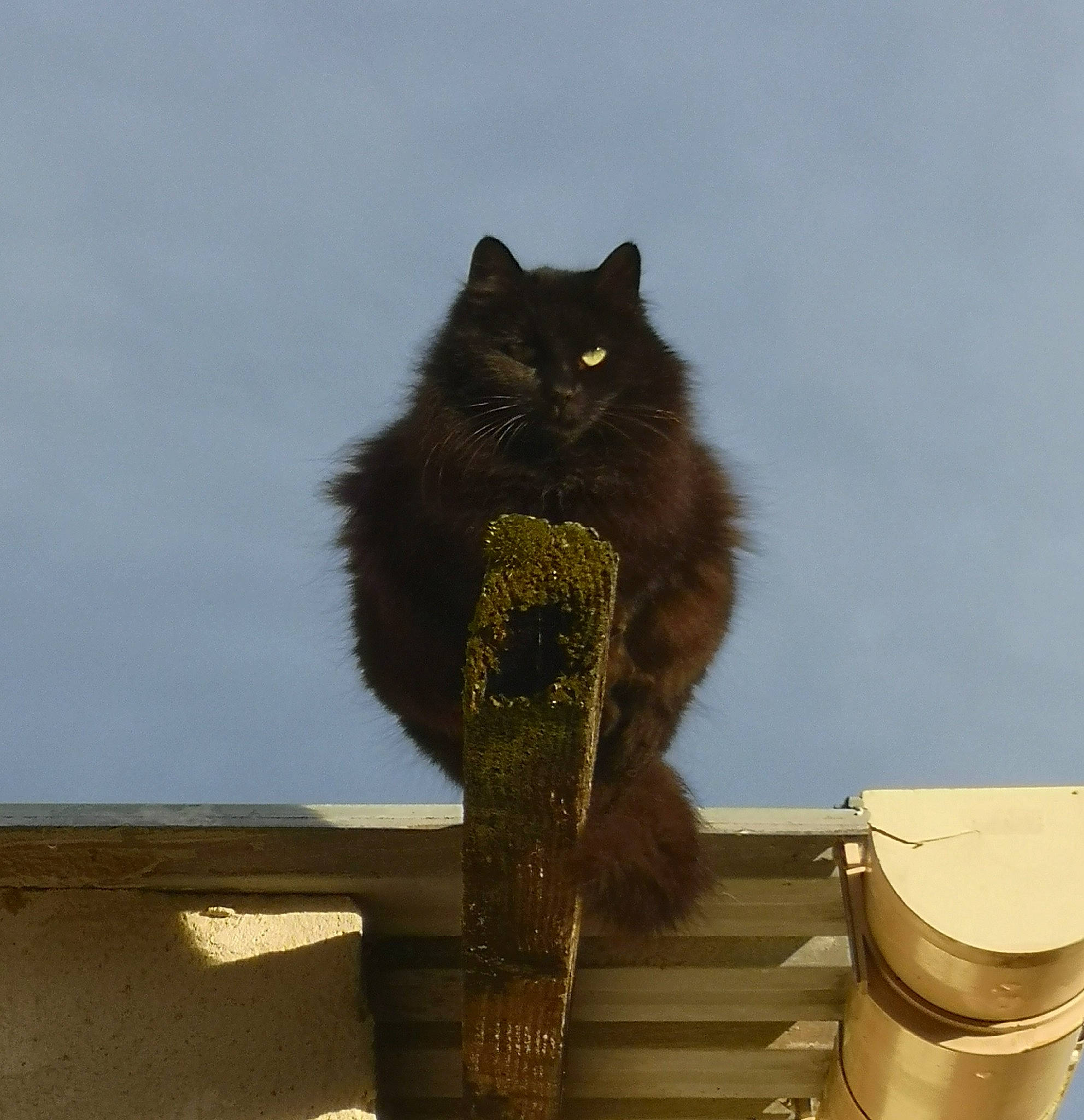 Kathy a rejoint le concours — aidez-le/la à gagner de superbes lots ! black_cat, bombay, british_longhair, carnivore, cat, domestic_short_haired_cat, felidae, flowerpot, fur, grey, plant, roof, sitting, sky, small_to_medium_sized_cats, tail, terrestrial_animal, tree, whiskers, wood