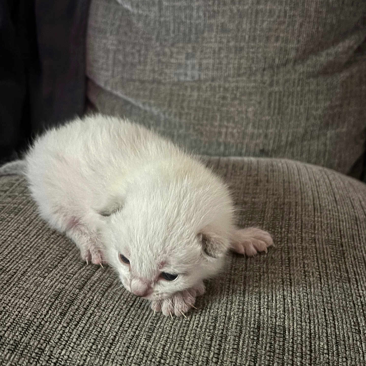 Alexander is registered to the contest to win money with this photo: abyssinian, angora, animal, armchair, cat, chair, couch, furniture, homedecor, kitten, manx, person, pet, siamese, sleeping, white