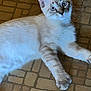 Alexander is registered to the contest to win money with this photo: animal, blue_eyes, cat, close_up, curious, domestic_cat, ears, feline, floor, fur, indoor, looking_at_camera, lying_down, mammal, paws, pet, resting, tile_floor, whiskers, young_cat