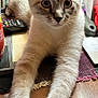 Alexander is registered to the contest to win money with this photo: animal, blue_eyes, bottle, cat, closeup, curious, domestic, ears, feline, fur, household, indoor, paper, paws, person_blurred, pet, remote_control, stretching, table, whiskers