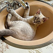 Alexander is registered to the contest to win money with this photo: animal, bathroom, cat, countertop, curious, domestic, ears, eyes, faucet, fur, household, indoor, marble_countertop, paw, pet, pet_care, relaxed, sink, tile_wall, whiskers
