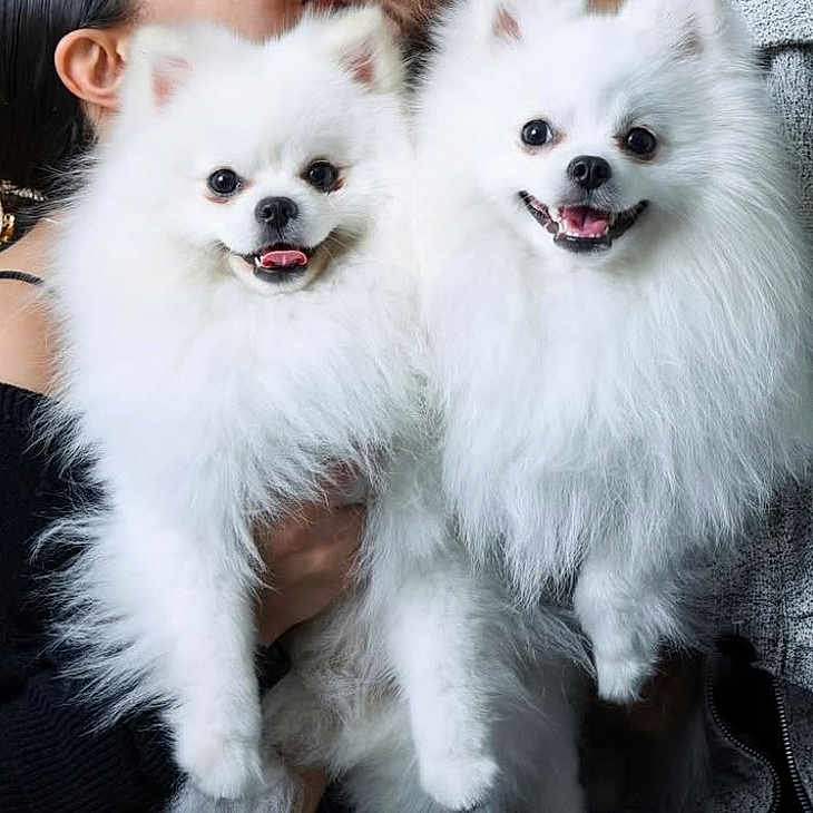 Marco And Polo joined the competition — help win amazing prizes! adult, animal, baby, canine, cockerspaniel, dog, eskimodog, female, papillon, person, pet, puppy, whitedog, woman