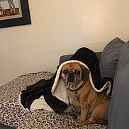 Phoebe is registered to the contest to win money with this photo: dog, blanket, couch, leopard_print, pet, indoor, cozy, brown, fur, animal, portrait, sitting, face, looking, furniture, home, relaxing, domestic, cute, companion
