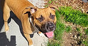 Tank is registered to the contest to win money with this photo: animal, brown_dog, canine, concrete_path, daylight, dog, ears_up, friendly, grass, happy, looking_up, mulch, nature, outdoor, pet, playful, shadow, smiling, sunlight, tongue_out