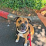 Tank is registered to the contest to win money with this photo: dog, leash, pavement, curb, greenery, hand, treat, brown_dog, white_paws, outdoor, pet, waiting, canine, sidewalk, sunlight, shadow, ears, collar, snout, expression