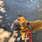 Tank is registered to the contest to win money with this photo: dog, brown_dog, leash, outdoor, pavement, sunlight, shadow, pet, animal, canine, looking_up, happy, ears, collar, walking, friendly, closeup, daylight, nature, playful