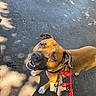 dog, brown_dog, leash, outdoor, pavement, sunlight, shadow, pet, animal, canine, looking_up, happy, ears, collar, walking, friendly, closeup, daylight, nature, playful