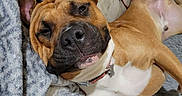 Tank is registered to the contest to win money with this photo: dog, brown_dog, relaxed, sleepy, blanket, cozy, indoor, pet, fur, lying_down, canine, resting, snout, ears, collar, paw, bed, comfort, cute, animal
