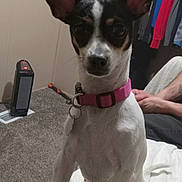 Biscuit is registered to the contest to win money with this photo: dog, pet, indoor, blanket, collar, remote_control, heater, carpet, clothing, closet, person, paw, white, black, brown, ears, sitting, furniture, hand, tool