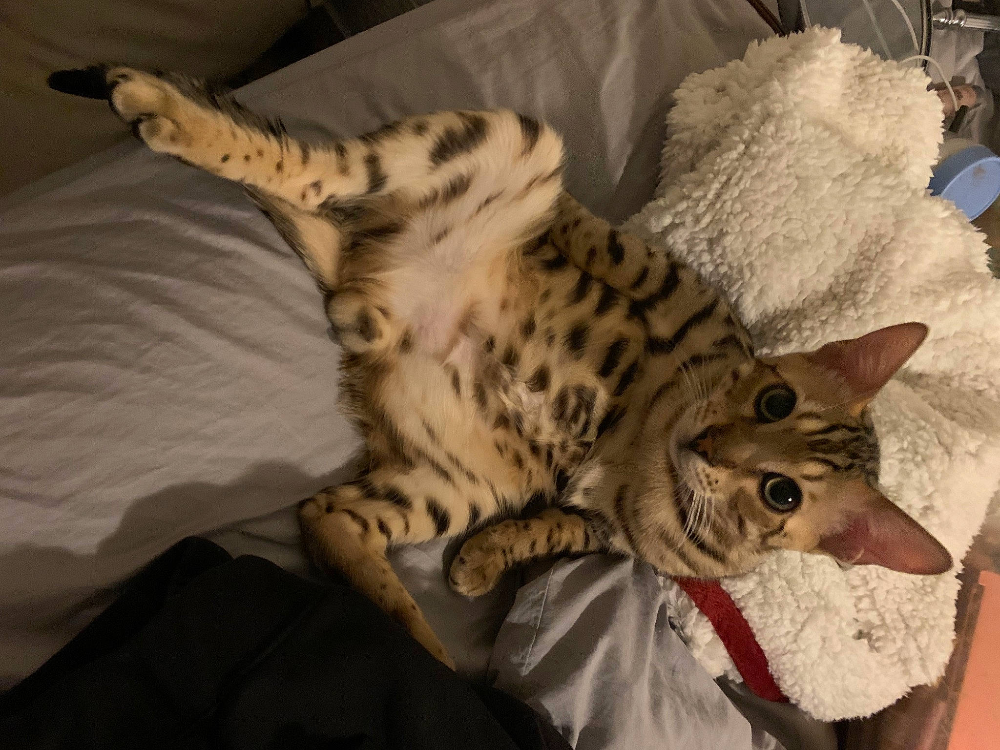 Gizmo joined the competition — help win amazing prizes! bed, bedding, carnivore, cat, cat_bed, claw, comfort, domestic_short_haired_cat, felidae, fur, linens, paw, room, small_to_medium_sized_cats, snout, tail, whiskers