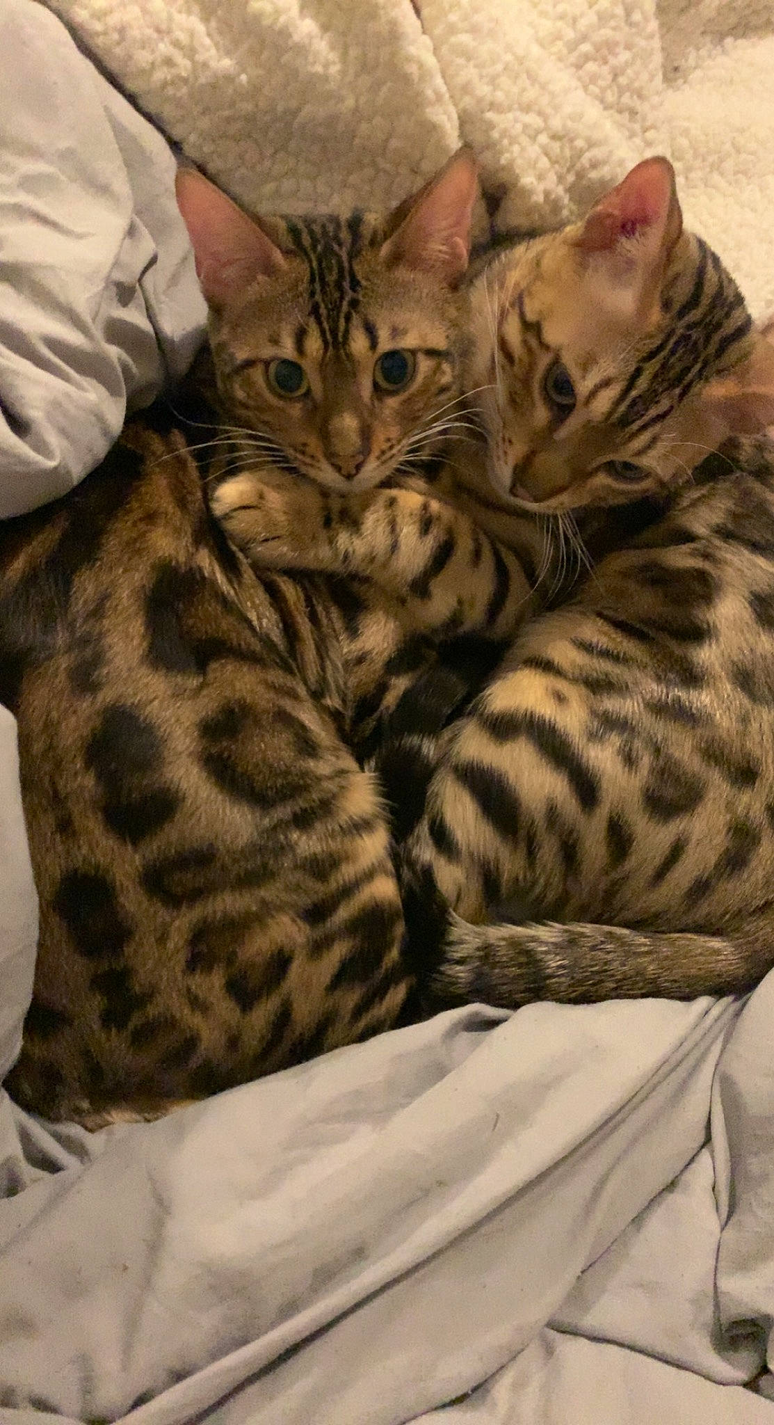 Gizmo joined the competition — help win amazing prizes! bed, carnivore, cat, claw, comfort, domestic_short_haired_cat, fawn, felidae, fur, linens, pattern, paw, small_to_medium_sized_cats, snout, terrestrial_animal, whiskers, wildlife