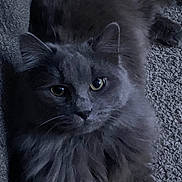 Pancake is registered to the contest to win money with this photo: animal, calm, carpet, cat, closeup, cute, domestic, ears, eyes, feline, fluffy, fur, gray_cat, indoor, lying_down, mammal, pet, portrait, resting, whiskers