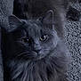 animal, calm, carpet, cat, closeup, cute, domestic, ears, eyes, feline, fluffy, fur, gray_cat, indoor, lying_down, mammal, pet, portrait, resting, whiskers