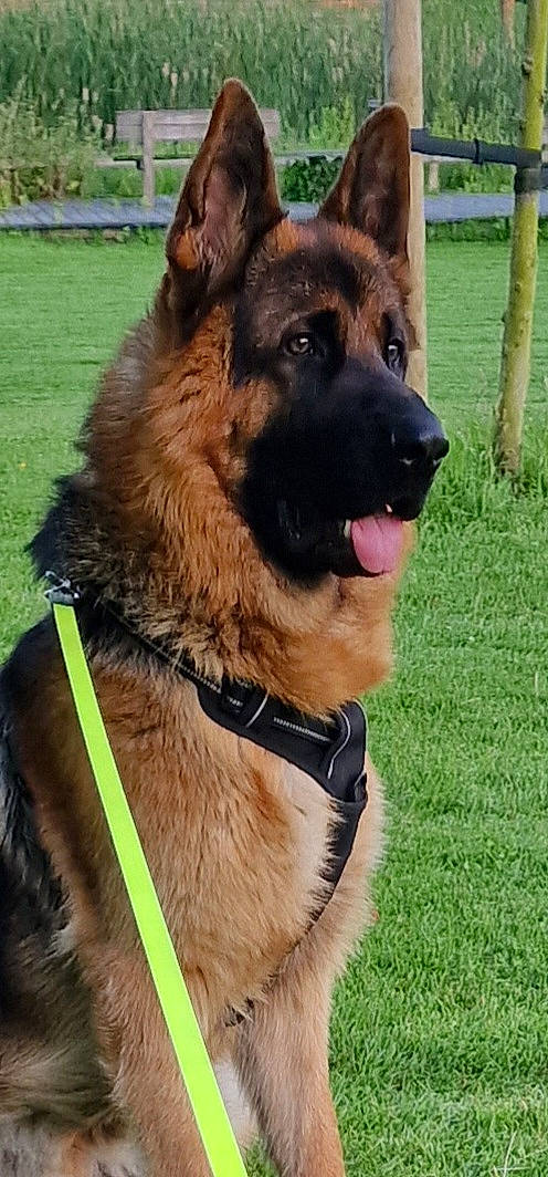 Saxo participe au concours pour gagner de l'argent avec cette photo : carnivore, collar, companion_dog, dog, dog_breed, dog_collar, dog_supply, east_european_shepherd, fawn, german_shepherd_dog, grass, herding_dog, king_shepherd, leash, old_german_shepherd_dog, pet_supply, plant, snout, sporting_group, working_animal