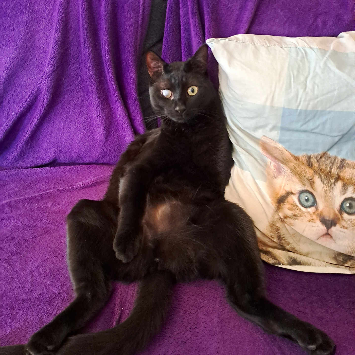 Lucky a rejoint le concours — aidez-le/la à gagner de superbes lots ! animal, black_cat, cat, couch, cozy, cute, domestic_cat, feline, fur, home, indoor, kitten_face, one_eye, pet, pillow, portrait, purple_blanket, relaxed, resting, sitting