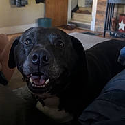 Chevy is registered to the contest to win money with this photo: dog, black_dog, pet, smiling, indoor, home, furniture, blanket, carpet, clothing, door, wall, decor, television, table, happy, canine, floor, living_room, relaxed