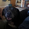 dog, black_dog, pet, smiling, indoor, home, furniture, blanket, carpet, clothing, door, wall, decor, television, table, happy, canine, floor, living_room, relaxed