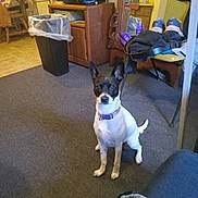 Babies joined the competition — help win amazing prizes! dog, indoor, carpet, furniture, trash_bin, chair, purple_collar, pet, black_and_white, floor, wooden_cabinet, mirror, clothing, plastic_bag, room, domestic, small_dog, looking, sitting, ears_up