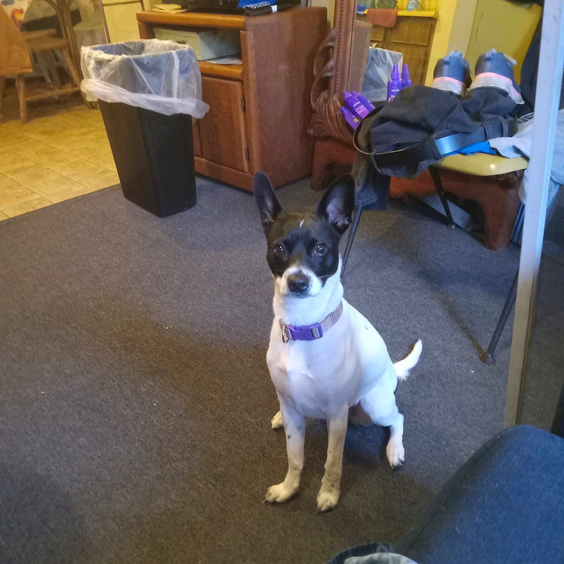 Babies joined the competition — help win amazing prizes! black_and_white, carpet, chair, clothing, dog, domestic, ears_up, floor, furniture, indoor, looking, mirror, pet, plastic_bag, purple_collar, room, sitting, small_dog, trash_bin, wooden_cabinet