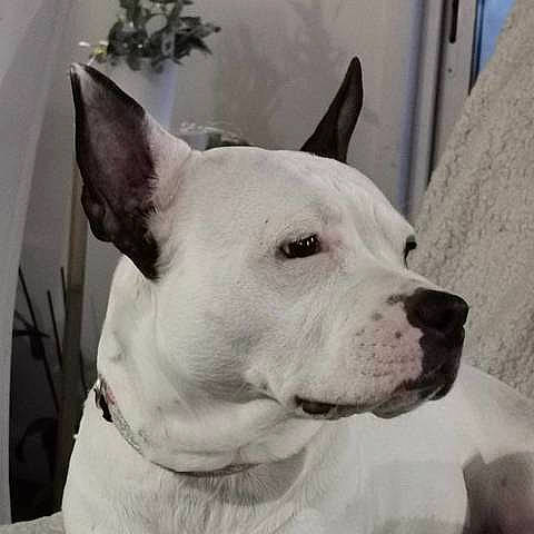 Lyly participe au concours pour gagner de l'argent avec cette photo : ancient_dog_breeds, canidae, carnivore, collar, companion_dog, cordoba_fighting_dog, dog, dog_breed, dog_collar, ear, fawn, giant_dog_breed, monochrome_photography, non_sporting_group, old_english_terrier, snout, sporting_group, terrestrial_animal, whiskers, working_animal