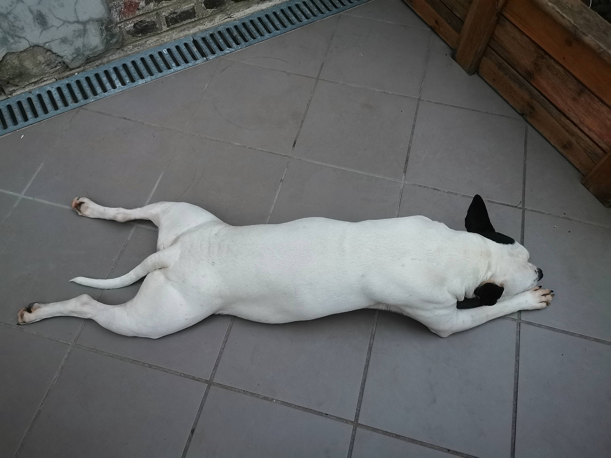 Lyly participe au concours pour gagner de l'argent avec cette photo : art, canidae, carnivore, companion_dog, dog, dog_breed, fawn, felidae, floor, flooring, hardwood, mammal, nap, paw, snout, sporting_group, street_dog, tail, wood, working_animal