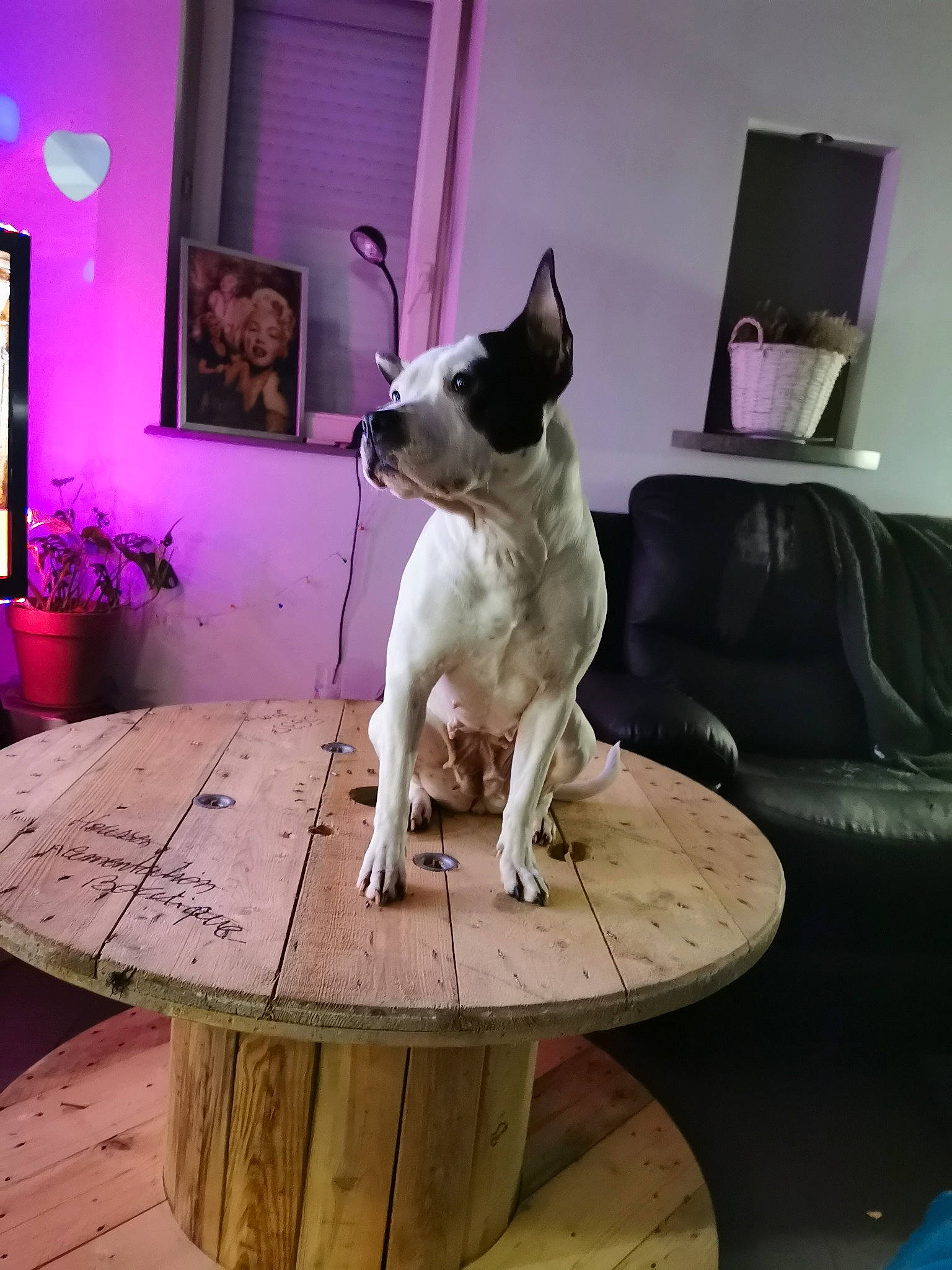 Lyly a rejoint le concours — aidez-le/la à gagner de superbes lots ! carnivore, collar, companion_dog, couch, dog, dog_breed, fawn, flooring, flowerpot, furniture, houseplant, lighting, living_room, pet_supply, picture_frame, plant, purple, snout, table, window