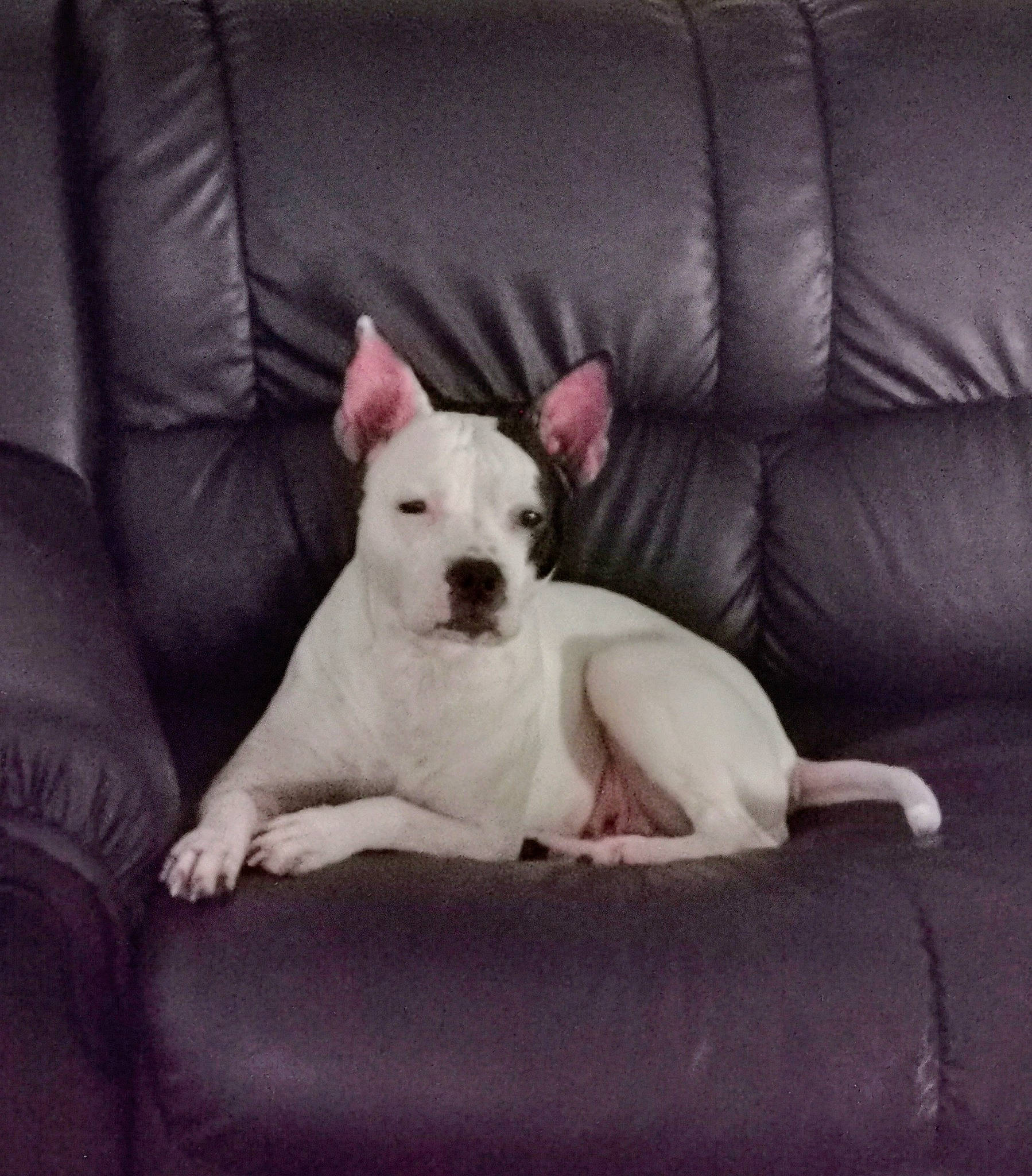 Lyly participe au concours pour gagner de l'argent avec cette photo : carnivore, comfort, companion_dog, couch, dog, dog_breed, furniture, metal, non_sporting_group, paw, small_terrier, tail, terrestrial_animal, terrier, toy_dog, whiskers, working_animal