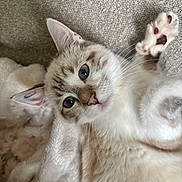 Charlie a rejoint le concours — aidez-le/la à gagner de superbes lots ! cat, kitten, blue_eyes, paw, whiskers, fur, carpet, blanket, soft, cute, playful, pet, indoor, closeup, animal, mammal, sleepy, relaxed, domestic_cat, young