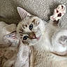 cat, kitten, blue_eyes, paw, whiskers, fur, carpet, blanket, soft, cute, playful, pet, indoor, closeup, animal, mammal, sleepy, relaxed, domestic_cat, young
