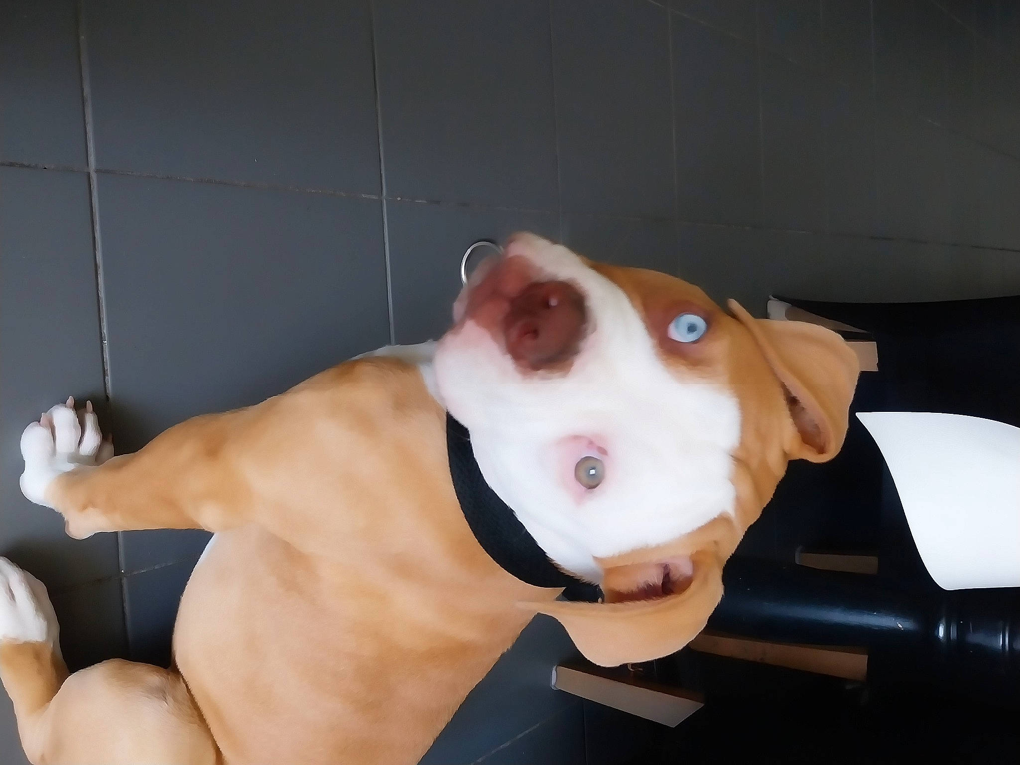 Sisco a rejoint le concours — aidez-le/la à gagner de superbes lots ! abdomen, canidae, carnivore, chest, companion_dog, dog, dog_breed, ear, elbow, eyewear, fawn, gesture, jaw, snout, sporting_group, stuffed_toy, toy, trunk, whiskers, working_animal