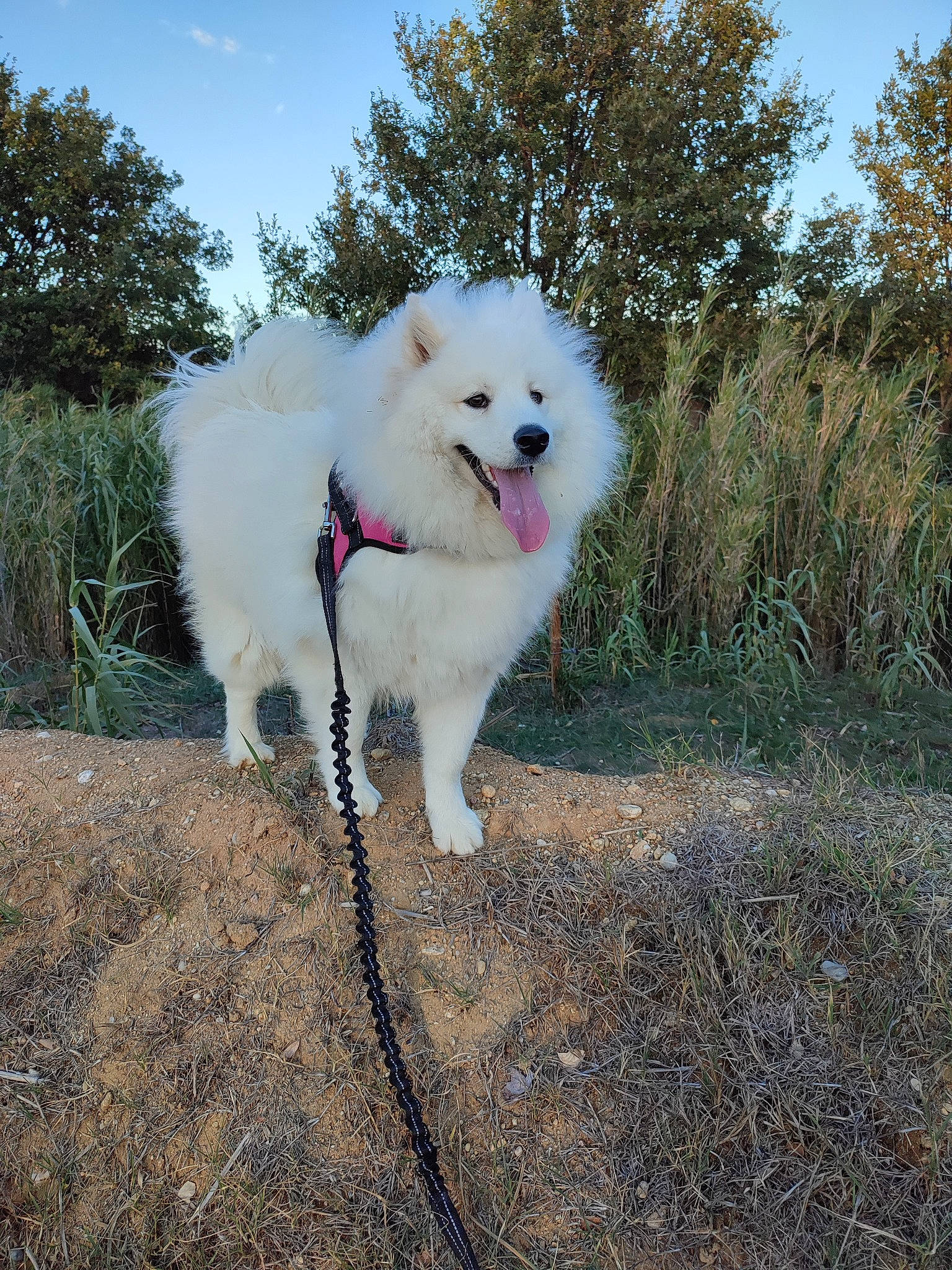 Shoopie participe au concours pour gagner de l'argent avec cette photo : american_eskimo_dog, canidae, carnivore, cloud, companion_dog, dog, dog_breed, german_spitz, grass, indian_spitz, japanese_spitz, non_sporting_group, plant, samoyed, sky, spitz, sporting_group, tree, volpino_italiano, working_animal