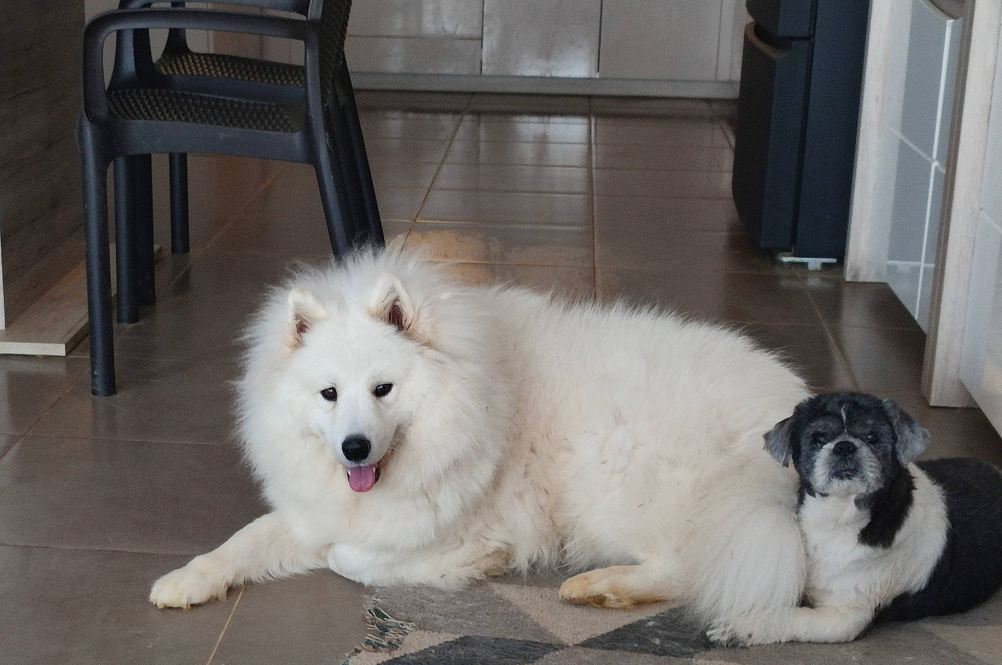 Shoopie participe au concours pour gagner de l'argent avec cette photo : ancient_dog_breeds, canidae, carnivore, chair, companion_dog, dog, dog_breed, door, flooring, fur, german_spitz, german_spitz_klein, german_spitz_mittel, herding_dog, livestock_guardian_dog, snout, spitz, sporting_group, volpino_italiano, working_dog