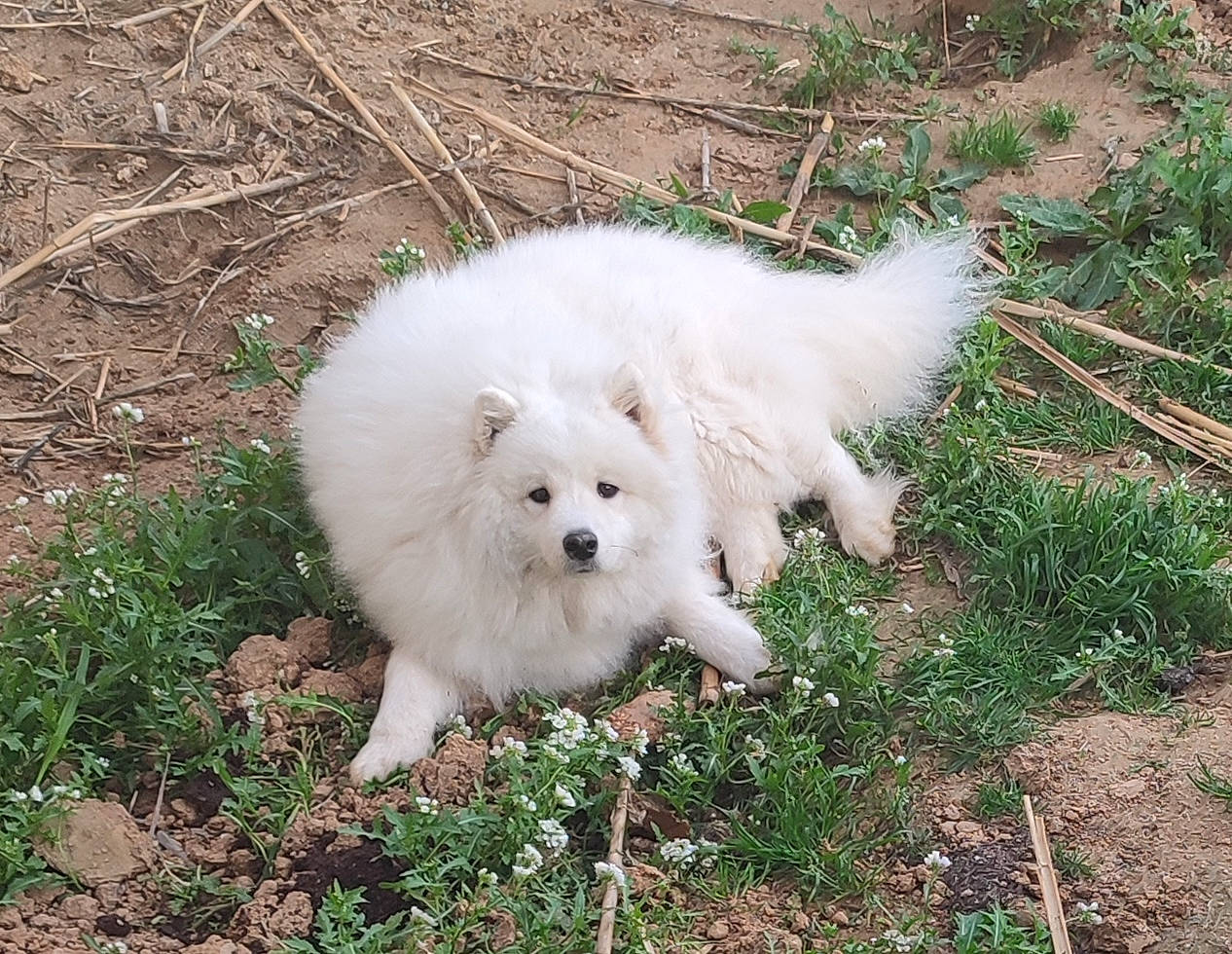 Shoopie a rejoint le concours — aidez-le/la à gagner de superbes lots ! american_eskimo_dog, canidae, carnivore, companion_dog, dog, dog_breed, fur, german_spitz, german_spitz_klein, german_spitz_mittel, grass, indian_spitz, japanese_spitz, non_sporting_group, plant, spitz, sporting_group, tail, volpino_italiano, working_dog