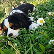 Alto a rejoint le concours — aidez-le/la à gagner de superbes lots ! puppy, dog, tricolor, grass, flowers, daisy, outdoor, nature, cute, animal, pet, laying_down, greenery, young, closeup, garden, fur, whiskers, snout, playful