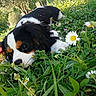 puppy, dog, tricolor, grass, flowers, daisy, outdoor, nature, cute, animal, pet, laying_down, greenery, young, closeup, garden, fur, whiskers, snout, playful