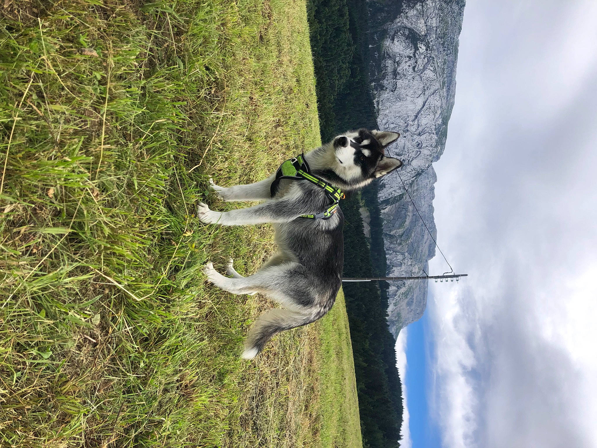 Anoki a rejoint le concours — aidez-le/la à gagner de superbes lots ! canidae, carnivore, cloud, collar, dog, dog_breed, dog_collar, dog_hiking, grass, leash, plant, recreation, sky, sporting_group, tail, tree, trunk, water, wood, working_animal