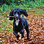 animal, autumn, black_dog, canine, daylight, dog, ears, forest, fur, grass, joyful, leaves, motion, nature, outdoor, path, pet, playful, running, stick