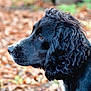 Nora is registered to the contest to win money with this photo: animal, autumn, background_blur, black_dog, canine, close_up, curly_fur, dog, ears, fur_texture, leaves, looking_away, muzzle, nature, outdoor, pet, portrait, profile, serene, side_view