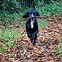Nora joined the competition — help win amazing prizes! animal, black_dog, daylight, dog, ears_flapping, energetic, forest, grass, greenery, happy, leaves, motion, nature, outdoor, path, pet, playful, running, stick, white_patch