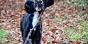 Nora is registered to the contest to win money with this photo: active, animal, black_dog, canine, dog, ears_flapping, fall, forest_floor, grass, happy, leaves, motion, nature, outdoor, path, pet, playful, running, stick, white_chest