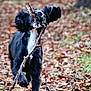 active, animal, black_dog, canine, dog, ears_flapping, fall, forest_floor, grass, happy, leaves, motion, nature, outdoor, path, pet, playful, running, stick, white_chest