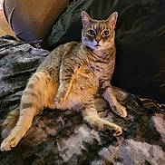 Ms Moo is registered to the contest to win money with this photo: animal, blanket, cat, couch, cozy, curious, domestic, ears, feline, fur, home, indoor, laying, mammal, paws, pet, relaxed, sitting, tabby, whiskers