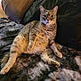 animal, blanket, cat, couch, cozy, curious, domestic, ears, feline, fur, home, indoor, laying, mammal, paws, pet, relaxed, sitting, tabby, whiskers