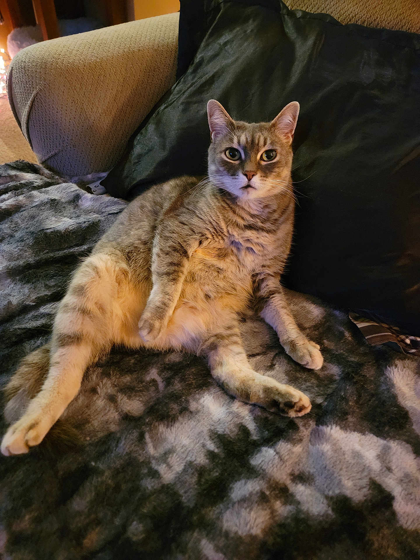 Ms Moo