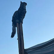 Nathalie Seffar participe au concours pour gagner de l'argent avec cette photo : alert, animal, balance, calm, cat, daytime, feline, fluffy, looking_up, nature, outdoor, peaceful, perch, pet, quiet, silhouette, sky, tail, wood, wooden_post